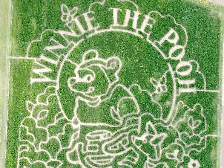 Maze Craze | New Springfield, OH Maze Craze | New Springfield, OH