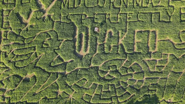 MD Corn Maze | Gambrills, MD