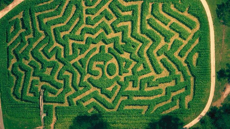 The Amazing Maize Maze | Queens, NY