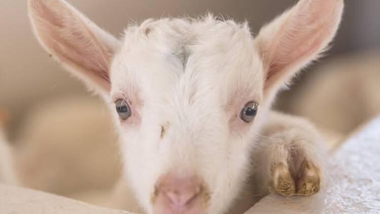 Fairview goat kid