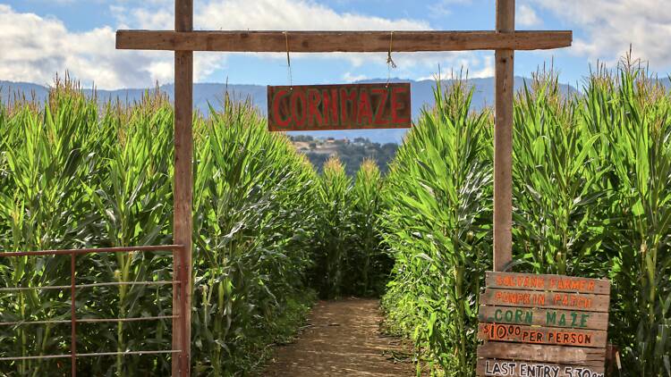 Get lost in a corn maze Get lost in a corn maze