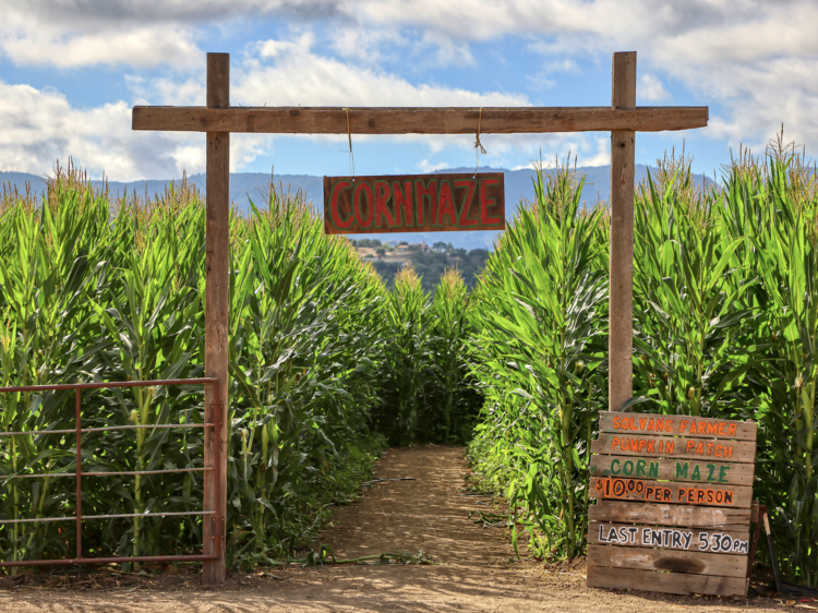 The entrance to the corn maze in Solvang.