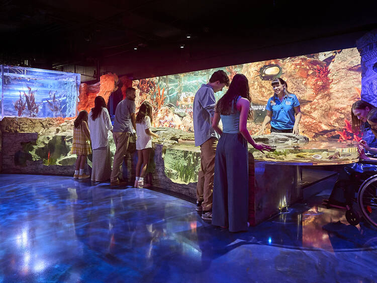 Explore the creatures of Victoria’s coastline up close in Sea Life’s new interactive rockpool