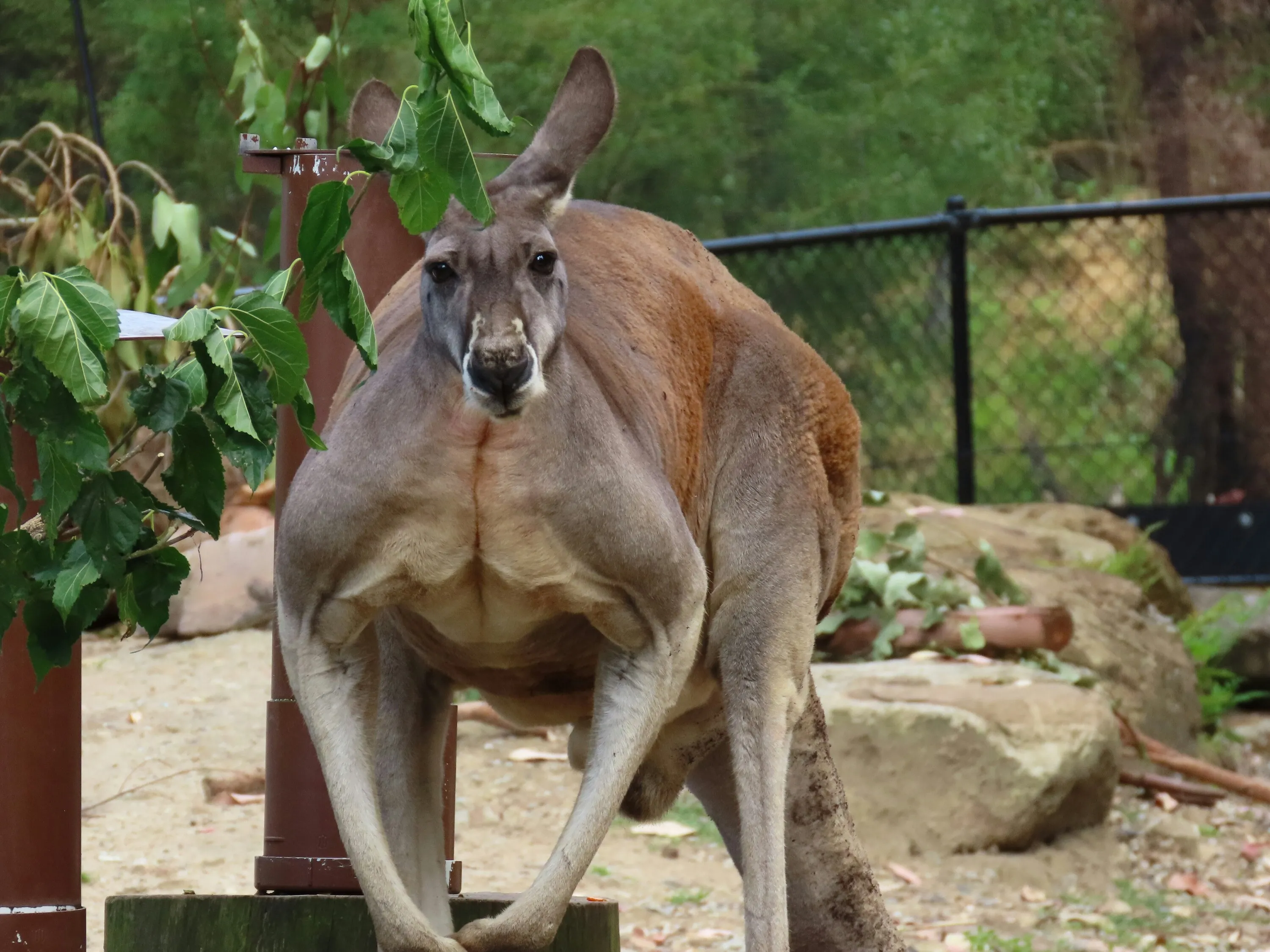 Big kangaroo