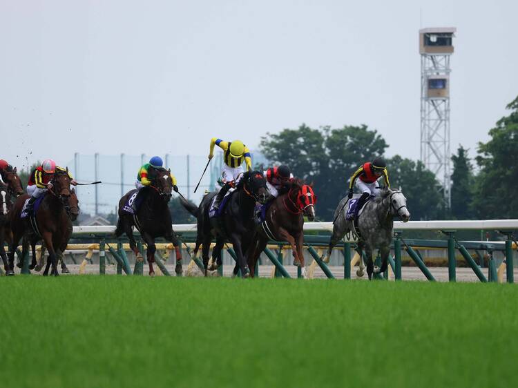東京競馬場でしかできない5のこと――2025年秋