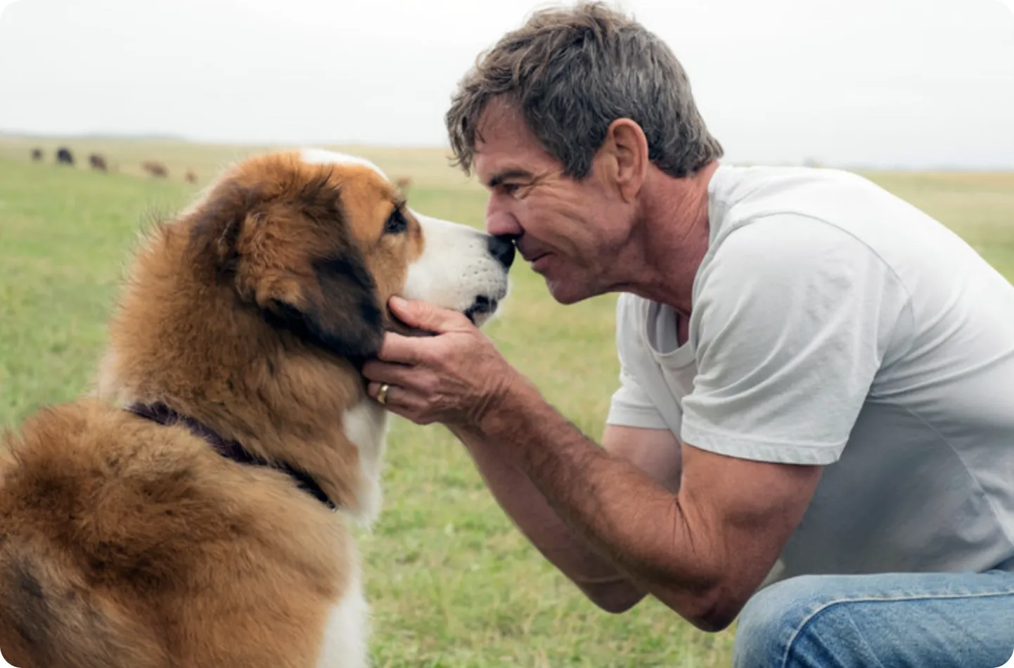 A Dog’s Purpose