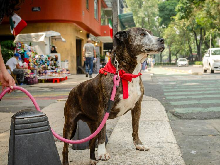 10 lugares para ir con perros en CDMX