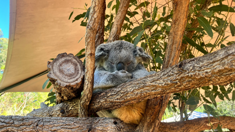 Koala in a tree