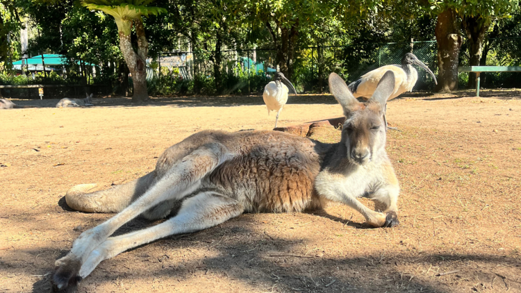 Kangaroo resting on floor
