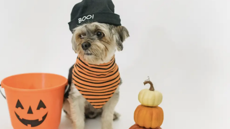 พาน้องหมามาแต่งตัวแฟนซีต้อนรับฮาโลวีนในงาน Spooky Pawty