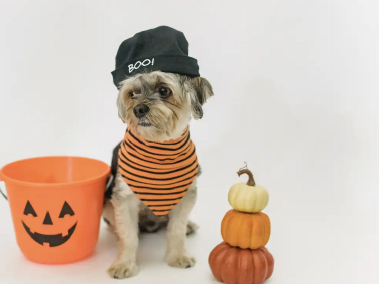 พาน้องหมามาแต่งตัวแฟนซีต้อนรับฮาโลวีนในงาน Spooky Pawty