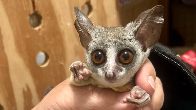 Maurice the Bushbaby