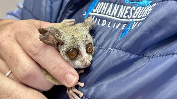 Maurice the Bushbaby