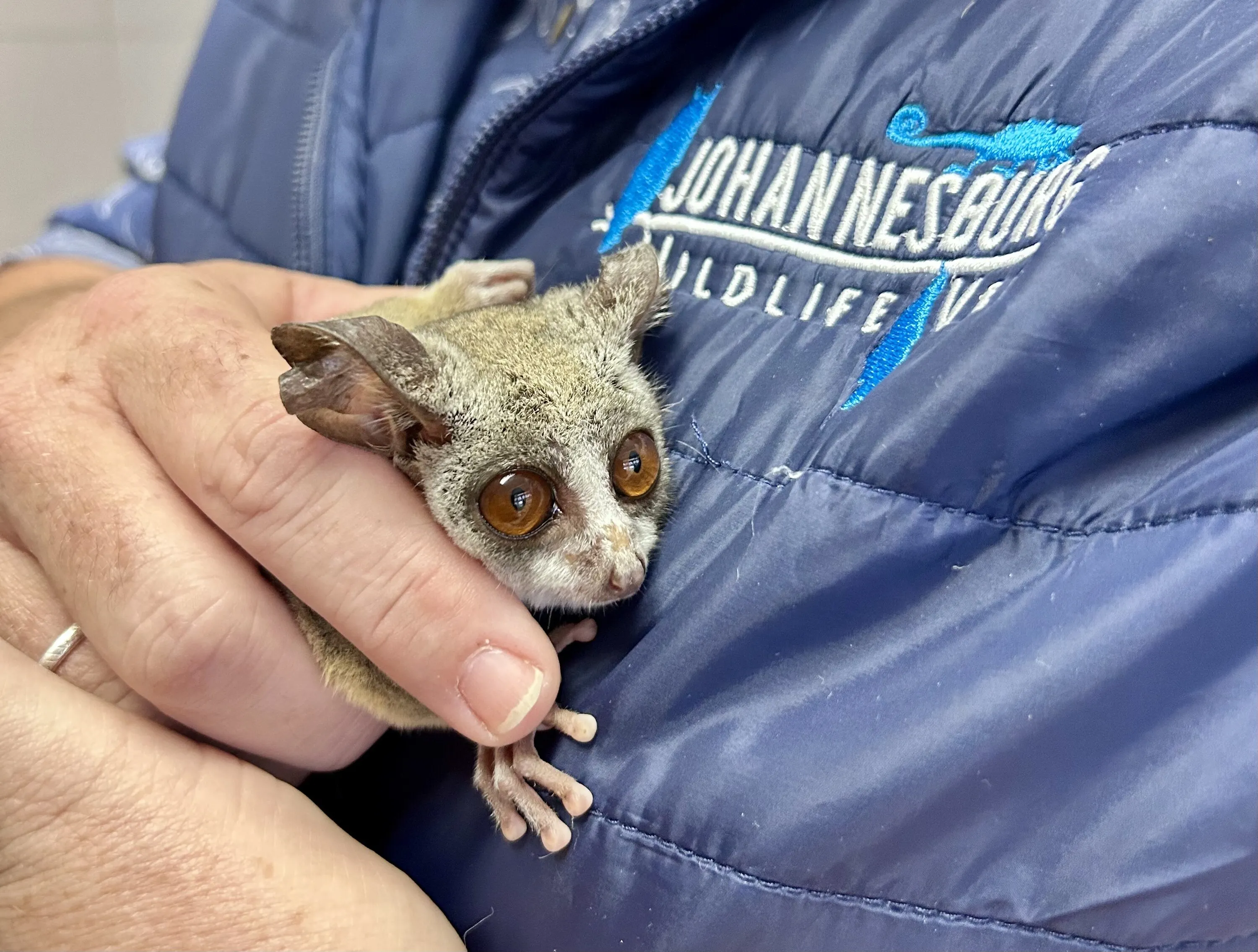 Maurice the Bushbaby