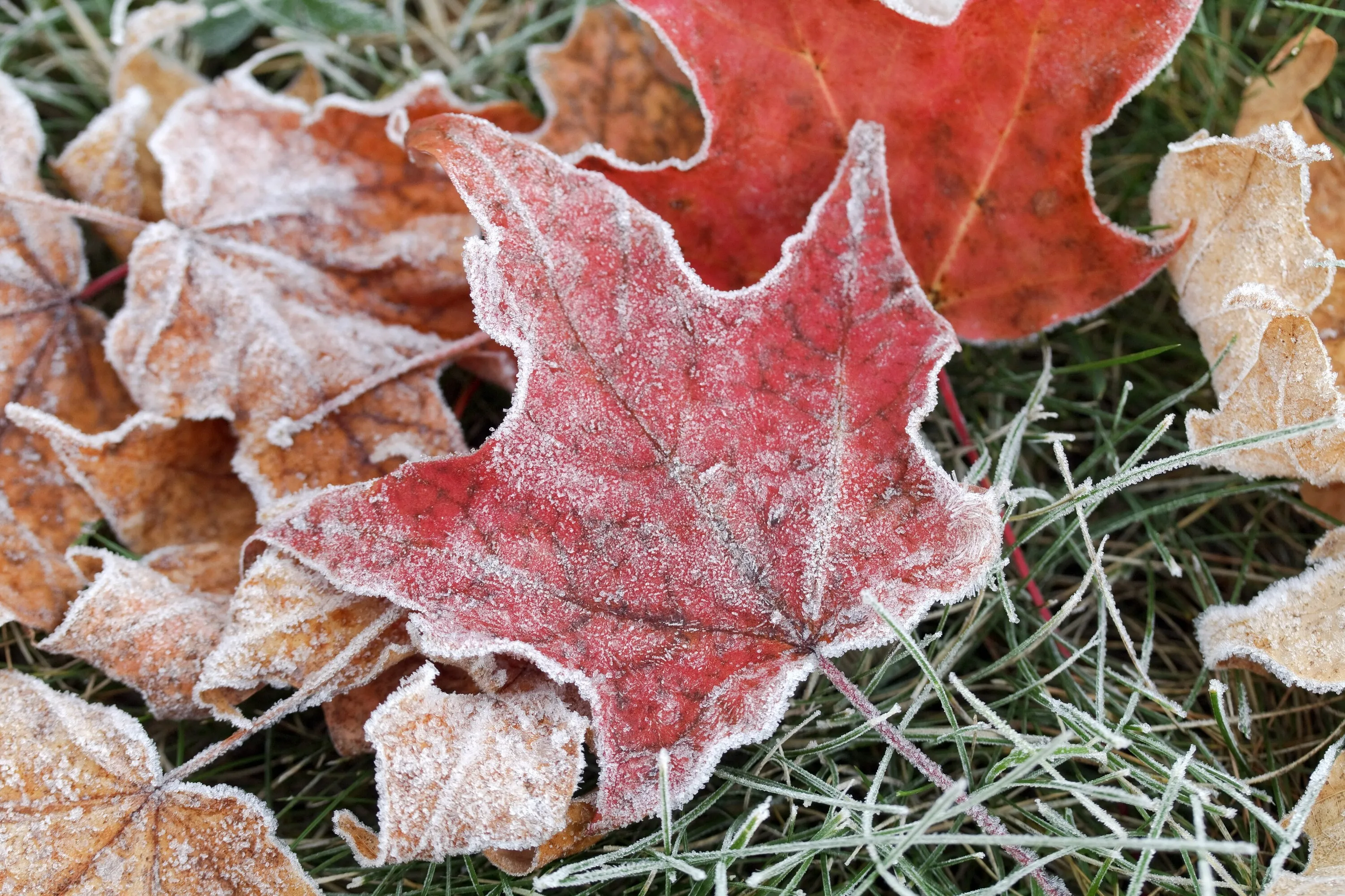 Frost