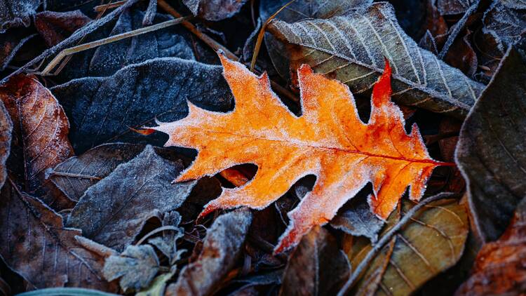 Frost