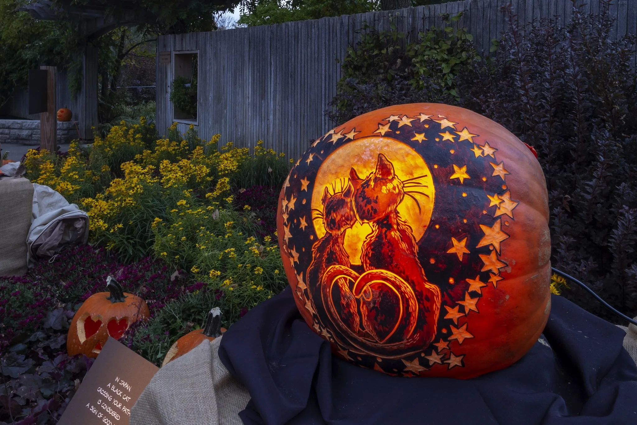 A pumpkin carved with the image of two cats admiring the moon together.