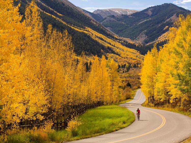 foliage bike
