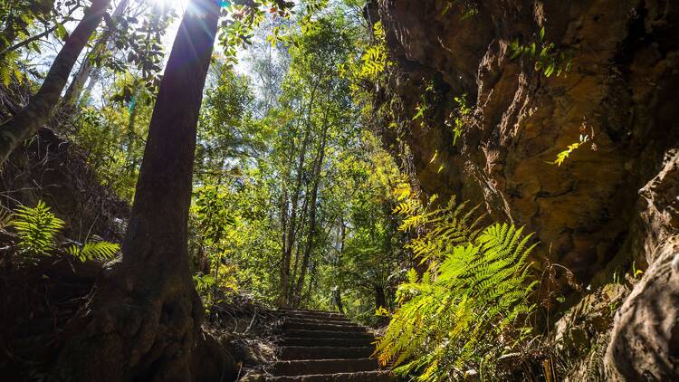 The scenic Grand Canyon Walking Track in the Blue Mountains National Park, Blackheath.