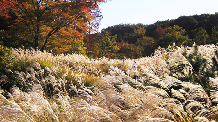 Sayama Park, Tokyo