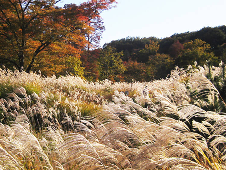 Sayama Park, Tokyo