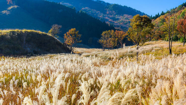 Tonomine Kogen, Hyogo Tonomine Kogen, Hyogo