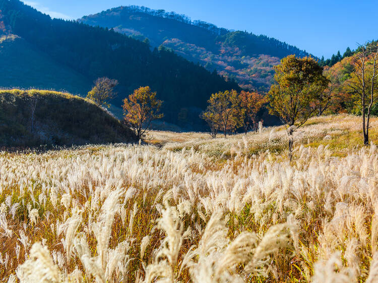 Tonomine Kogen, Hyogo Tonomine Kogen, Hyogo