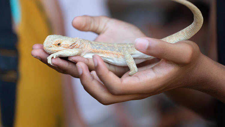 Close-up of a child's hands gently holding a docile bearded dragon lizard