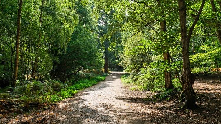 Epping Forest, London