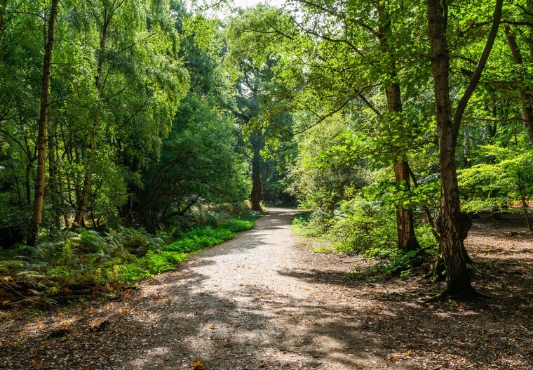 The ancient forest trail that is officially one of the best scenic walks near London