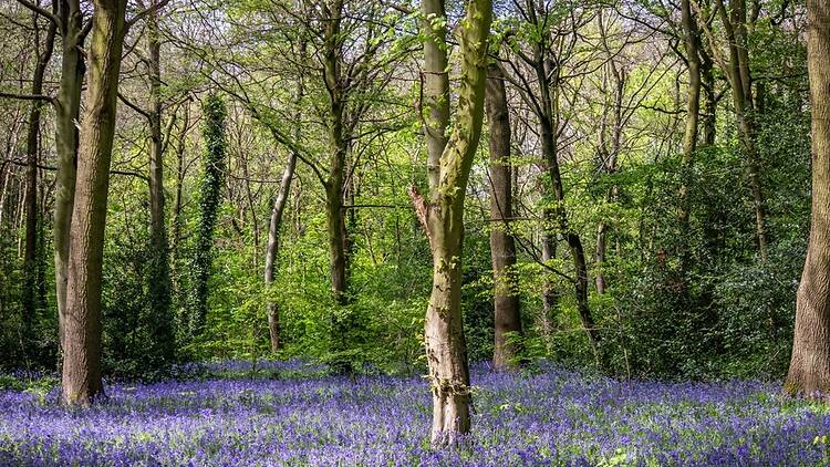 Epping Forest’s Oak Trail Epping Forest’s Oak Trail