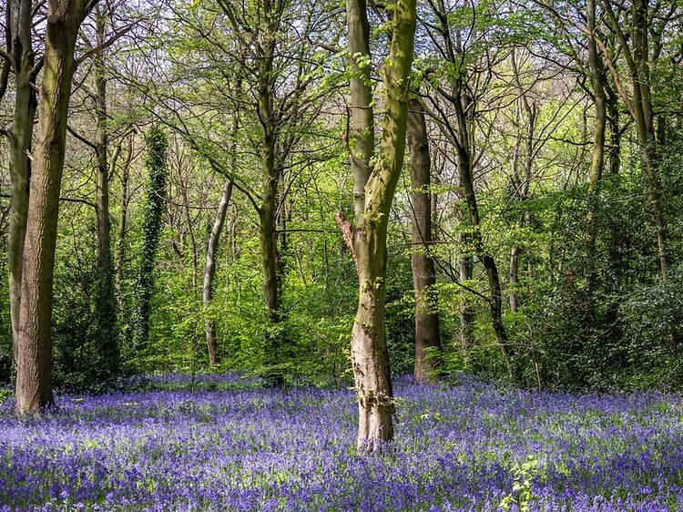 Epping Forest’s Oak Trail Epping Forest’s Oak Trail