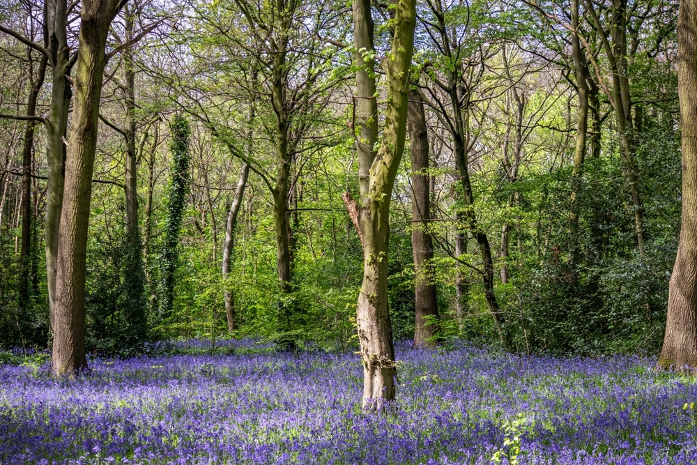 Epping Forest, London