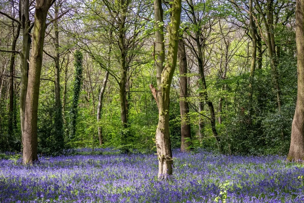 Epping Forest, London