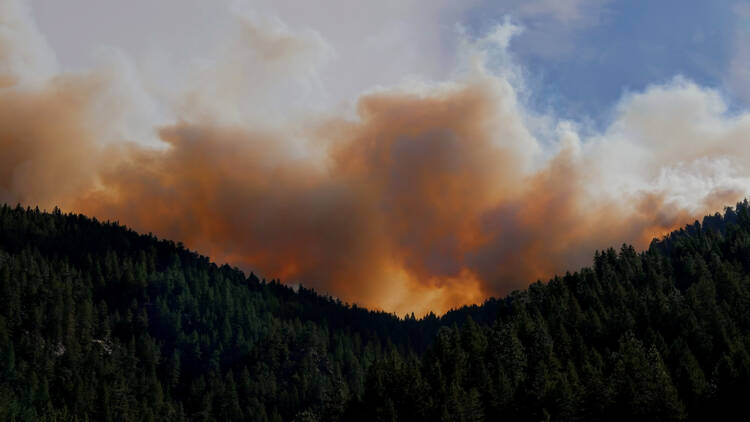 Wildfire