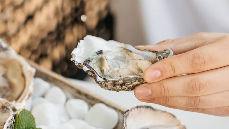 oyster