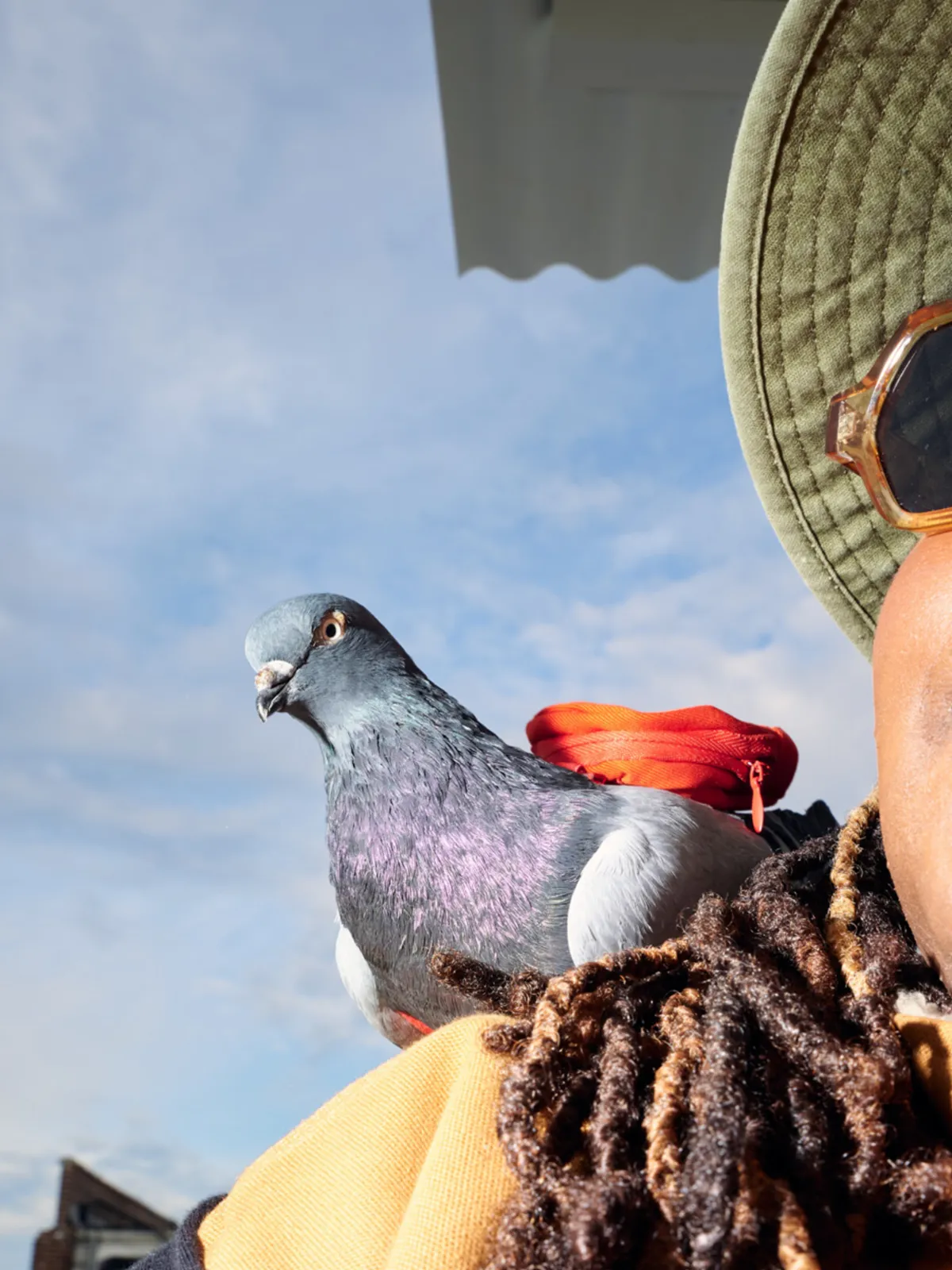 pigeon with backpack