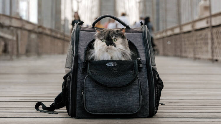 pumpkin the therapy cat