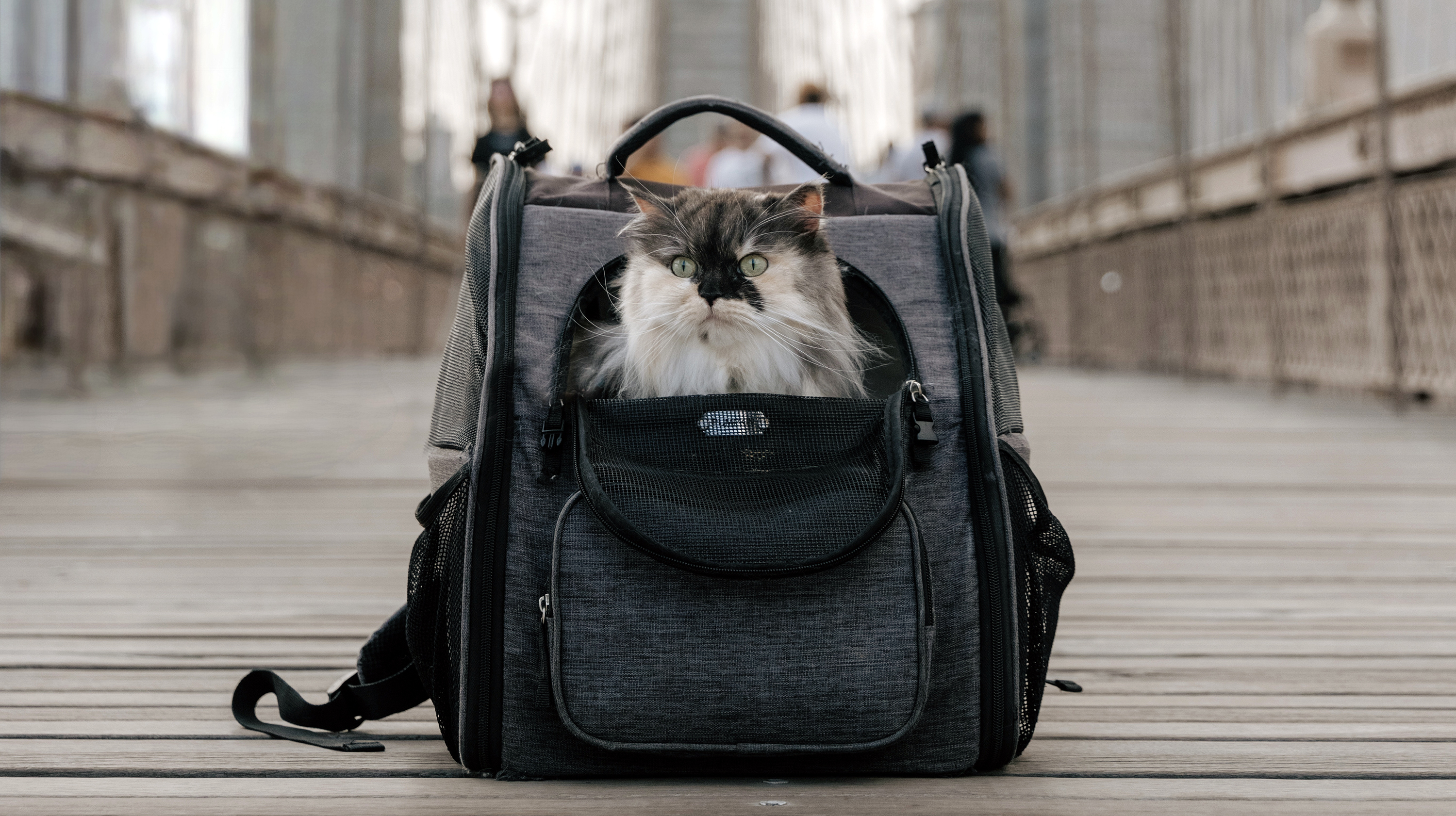 Therapy cats are coming to soothe stressed NYC students for World Mental Health Day this week