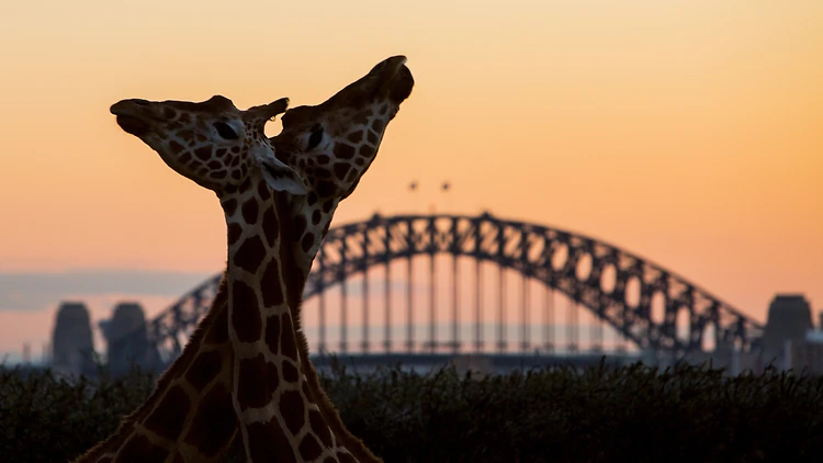 Gặp gỡ muông thú tại Vườn thú Taronga ngắm trọn Vịnh Cảng - Taronga Zoo Sydney