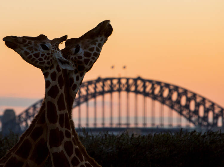 Things to do in Sydney this week
