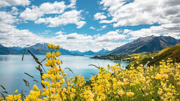 Yellow flower field near lake under blue sky