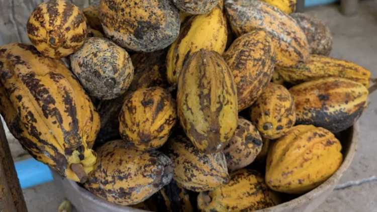I have Cacao Trees Coffee & Crafts Cocoa