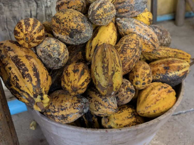 I have Cacao Trees Coffee & Crafts Cocoa