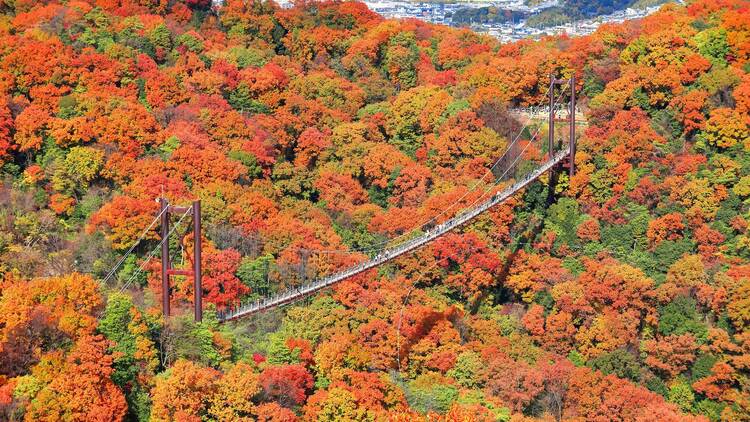 9 amazing places to see autumn leaves in Osaka