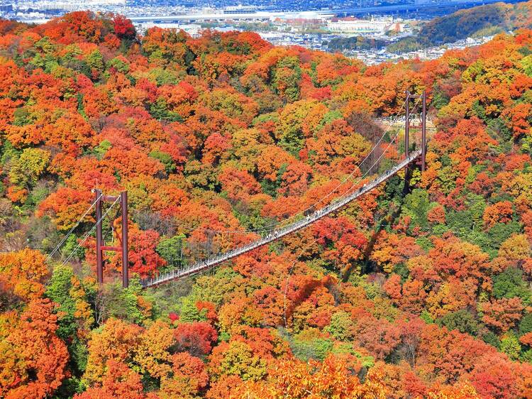 9 amazing places to see autumn leaves in Osaka