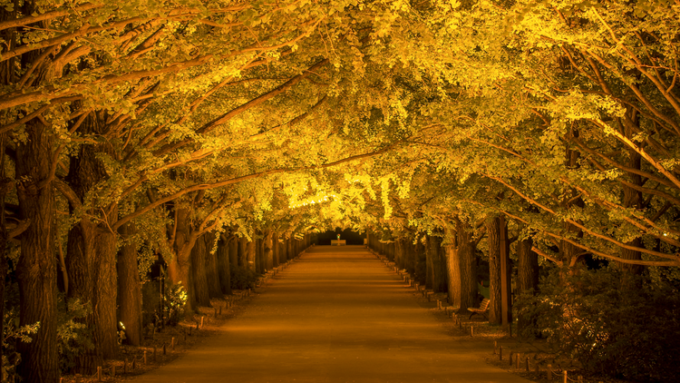 Autumn Night Walk at Showa Kinen Park