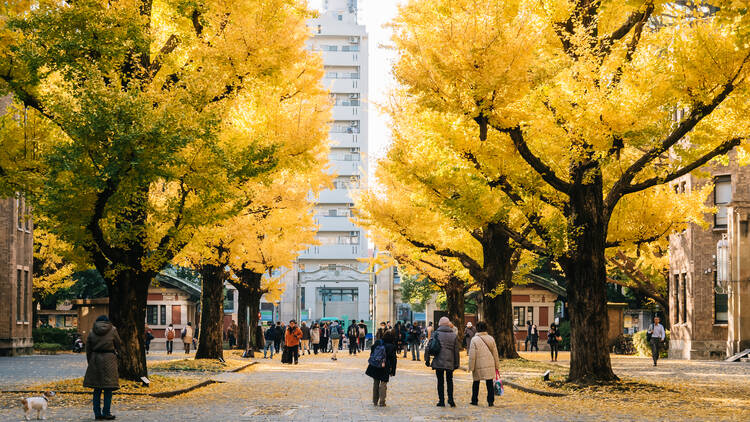 University of Tokyo Hongo Campus