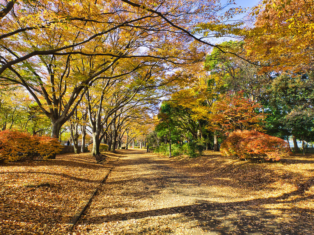14 best parks, gardens and streets to see the autumn leaves in Tokyo