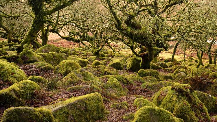 Wistman’s Wood, Devon